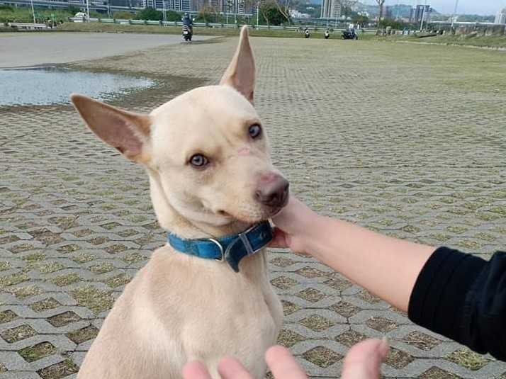 有沒有人想要養狗狗?#狗狗很漂亮 #眼睛特別美,拜託大家能多分享幫他找到能給他溫暖的家🙏🙏🙏🙏🙏