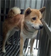 新北市中和區公立動物之家黃柴犬開放認養囉!