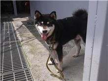新北市板橋區公立動物之家黑黃柴犬開放認養囉!