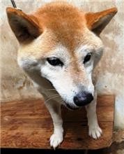 基隆市寵物銀行黃柴犬收容公告!