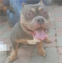 臺中市動物之家南屯園區三花其他犬收容公告!